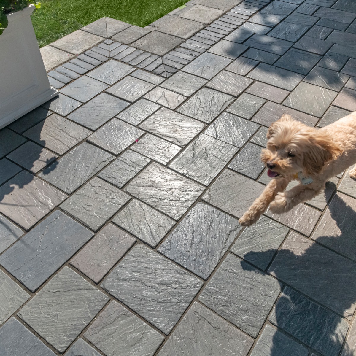 Richcliff paver patio with dog running