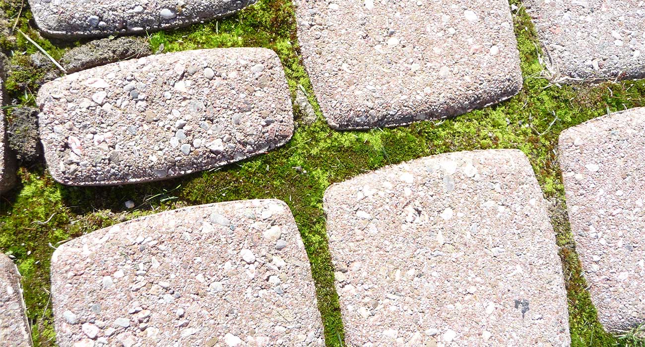 how-to-grow-moss-between-pavers-unilock